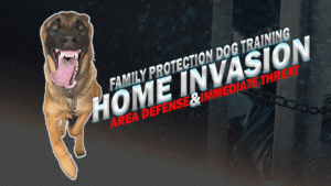 Protection Dog Training Home Invasion