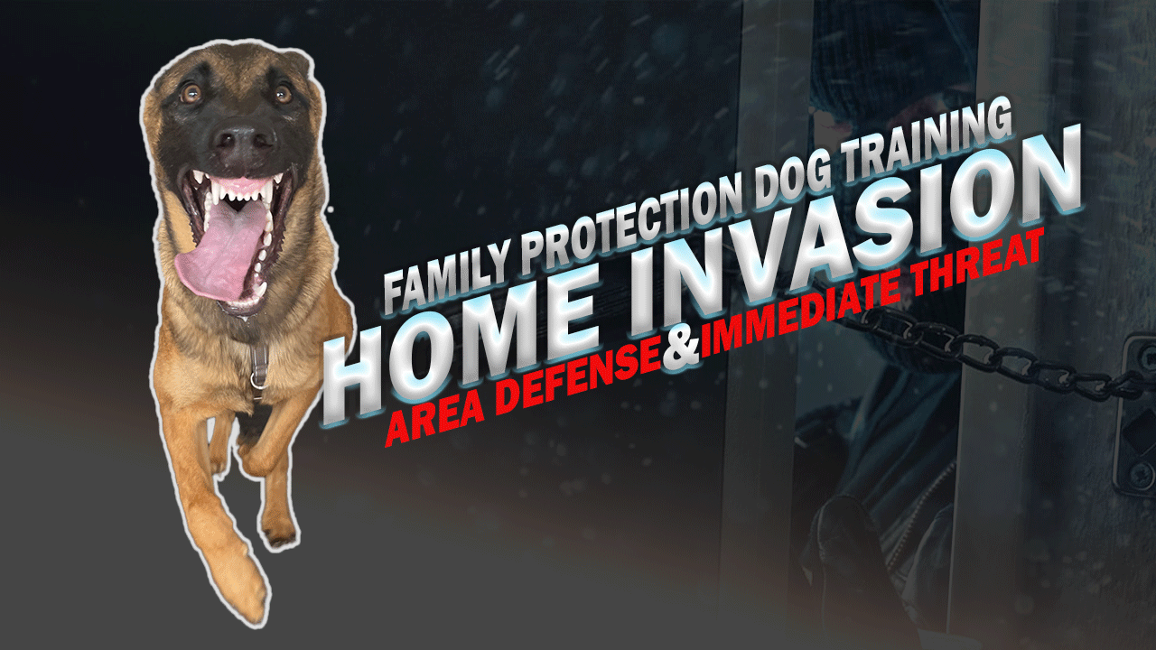 Protection Dog Training Home Invasion