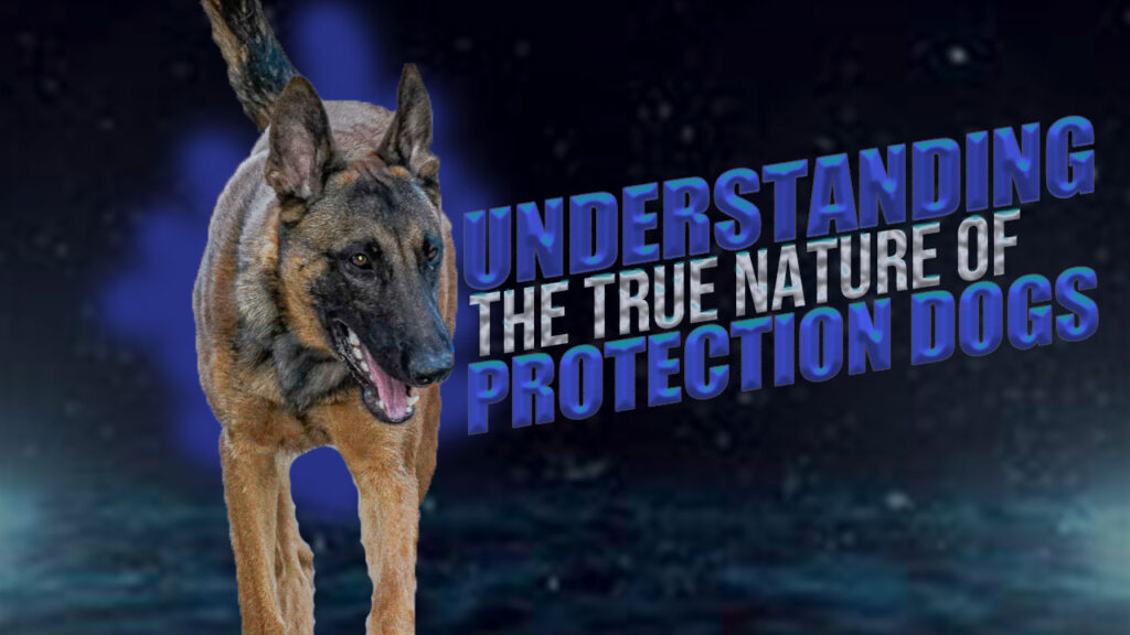 Understanding The True Nature Of Protection Dogs