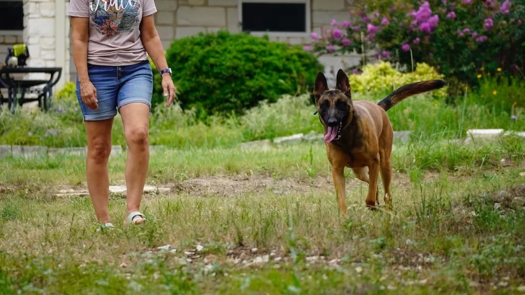 Guardian Malinois